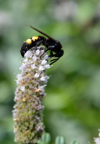 Réf. 239 389 : Scolia hirta hirta